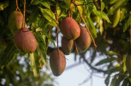Mango, Święty owoc Hindusów